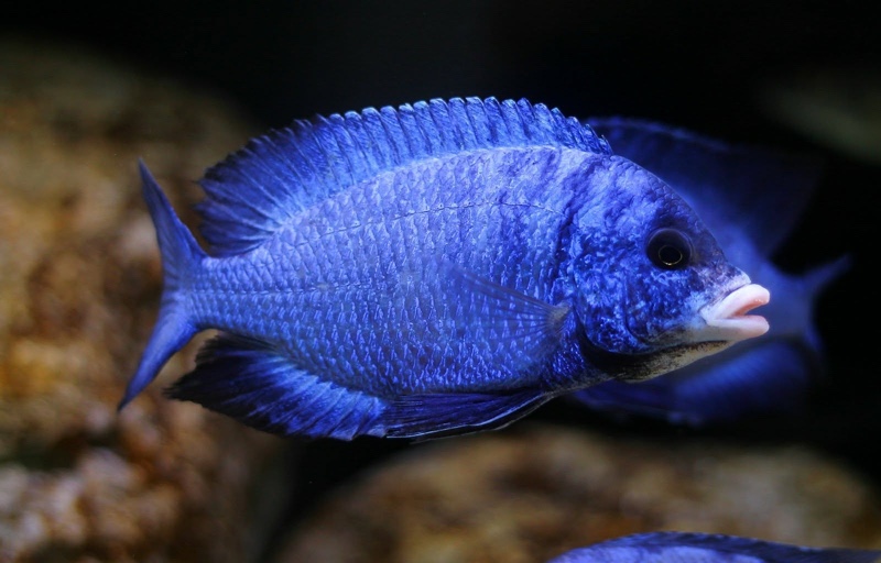 Placidochromis phenochilus 'Mdoka Reef'